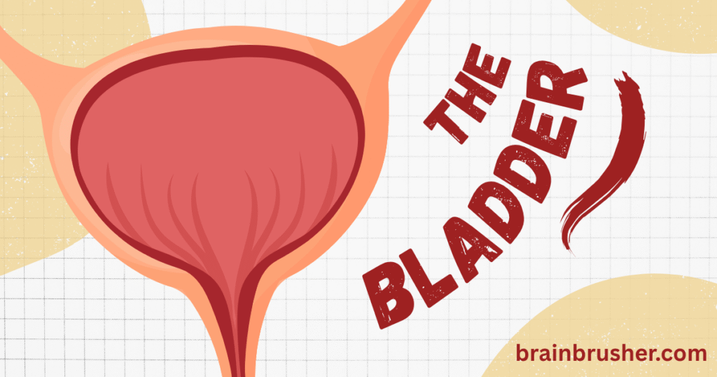 13 Best ways to know symptoms of urine infection | यूरिन इन्फेक्शन के लक्षण जानने के 13 बेहतरीन उपाय |