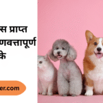 7 Quality Ways to Get Pet Insurance | How Does It Work? | पेट इंश्योरेंस प्राप्त करने के 7 गुणवत्तापूर्ण तरीके | यह कैसे काम करता है? |
